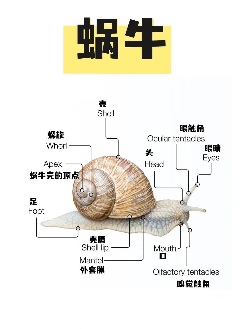 探索蜗牛奥秘之旅：全新中文秘籍大放送！