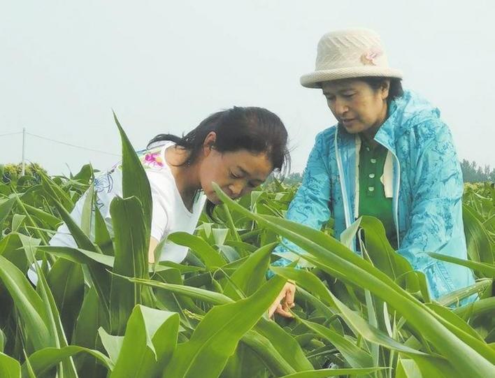 邯郸最新玉米市场价格动态